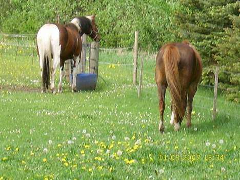 New Forest Lollipop - så græsses der billede 7