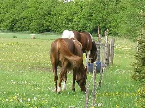 New Forest Lollipop - Oskar lige kommet hjem fra tur så lolli ska tæt på  billede 8