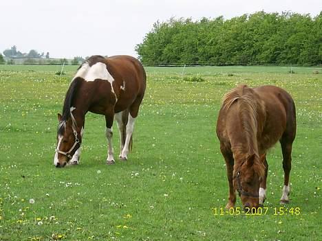 New Forest Lollipop - Lolli og Oskar på fold billede 9