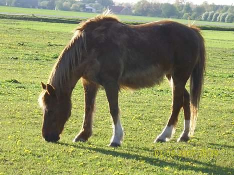 New Forest Lollipop - Der er vinterpelsen ved at falde af billede 10