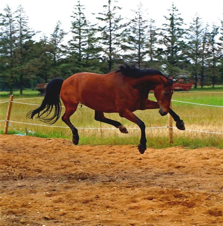 Knabstrupper Robin Surprise - Glad hest ? :)  billede 5