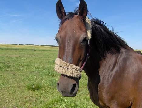 Anden særlig race Pernille*DØD* - nelle mor så smuk billede 12