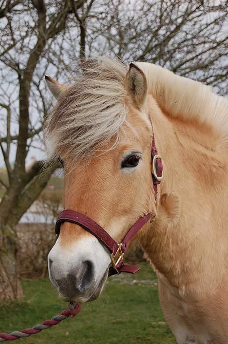 Fjordhest Agnete lundager  - min ELSKEDE pony <33 billede 10