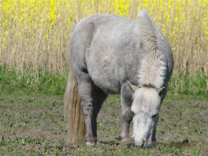 Shetlænder Mayby <3(: - Fotograf: CamillaTHomsen billede 17