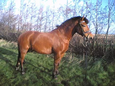 New Forest Enggaardens Frej billede 6