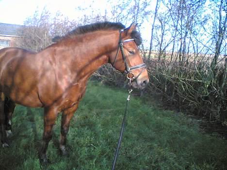 New Forest Enggaardens Frej billede 7