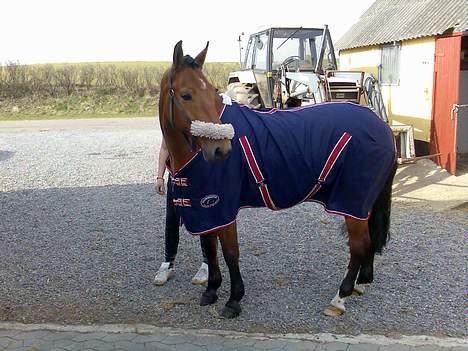 New Forest Enggaardens Frej billede 8