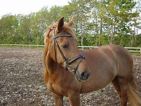 Anden særlig race Holmgårds Phoebe "solgt" - phoebe på ridebanen d. 11. maj 2007 billede 6