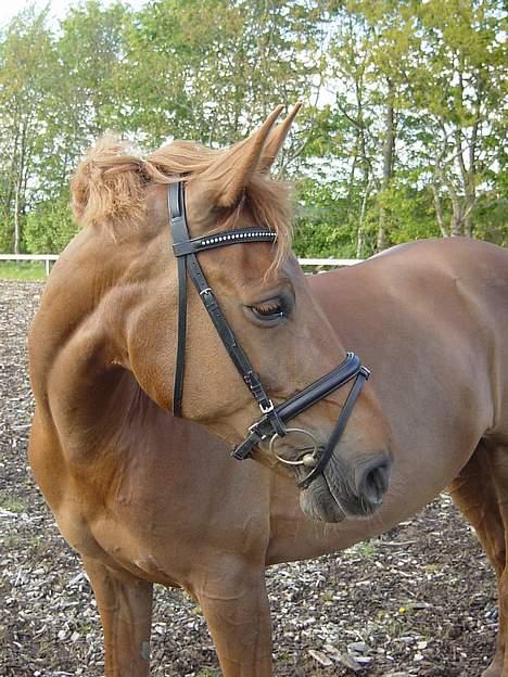 Anden særlig race Holmgårds Phoebe "solgt" - Lækre phoebe på ridebanen d. 11. maj 2007  billede 7