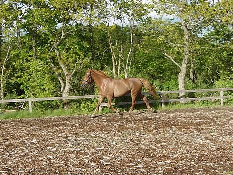 Anden særlig race Holmgårds Phoebe "solgt" - phoebe i trav på ridebanen d. 11. maj 2007... sikke en trav... billede 8
