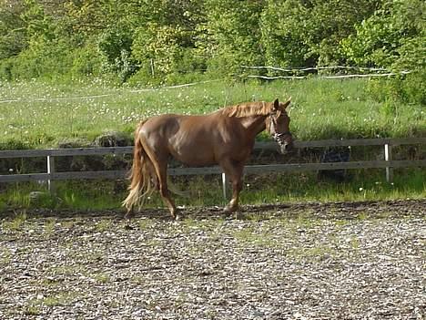 Anden særlig race Holmgårds Phoebe "solgt" - phoebe skridter på ridebanen d. 11. maj 2007  billede 9