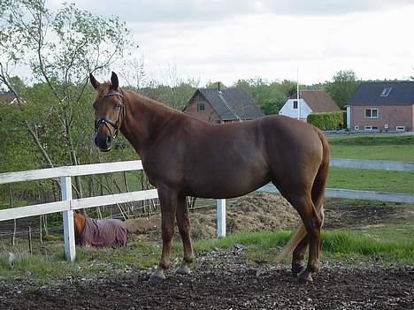 Anden særlig race Holmgårds Phoebe "solgt" - phoebe hygger på ridebanen med vennerne i baggrunden d. 11. maj 2007  billede 10
