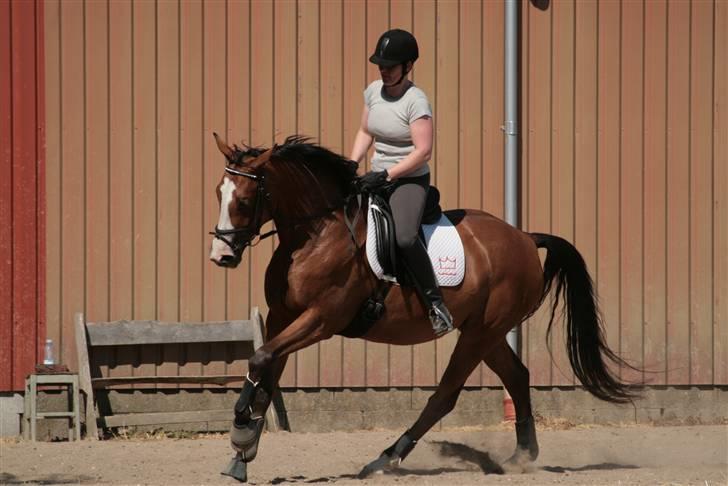 Dansk Varmblod Madigans Daydream, RDH - Madigan´s Daydream juni 2008 (4 år). Dejlig op-ad-bakke galop. billede 1