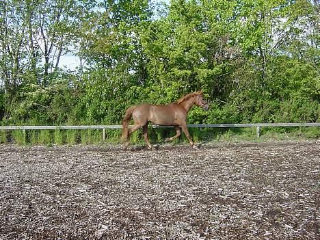 Anden særlig race Holmgårds Phoebe "solgt" - phoebe i trav på ridebanen d. 11. maj 2007  billede 11