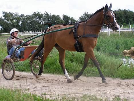 Dansk Varmblod Madigans Daydream, RDH billede 2