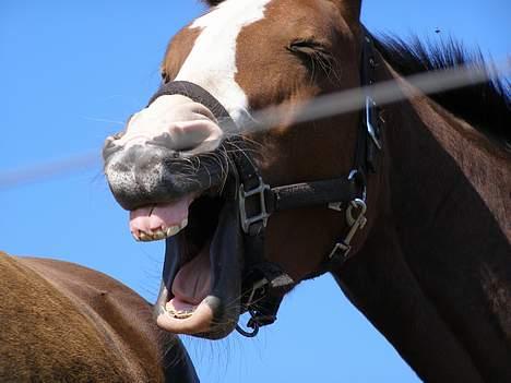 Dansk Varmblod Madigans Daydream, RDH billede 3