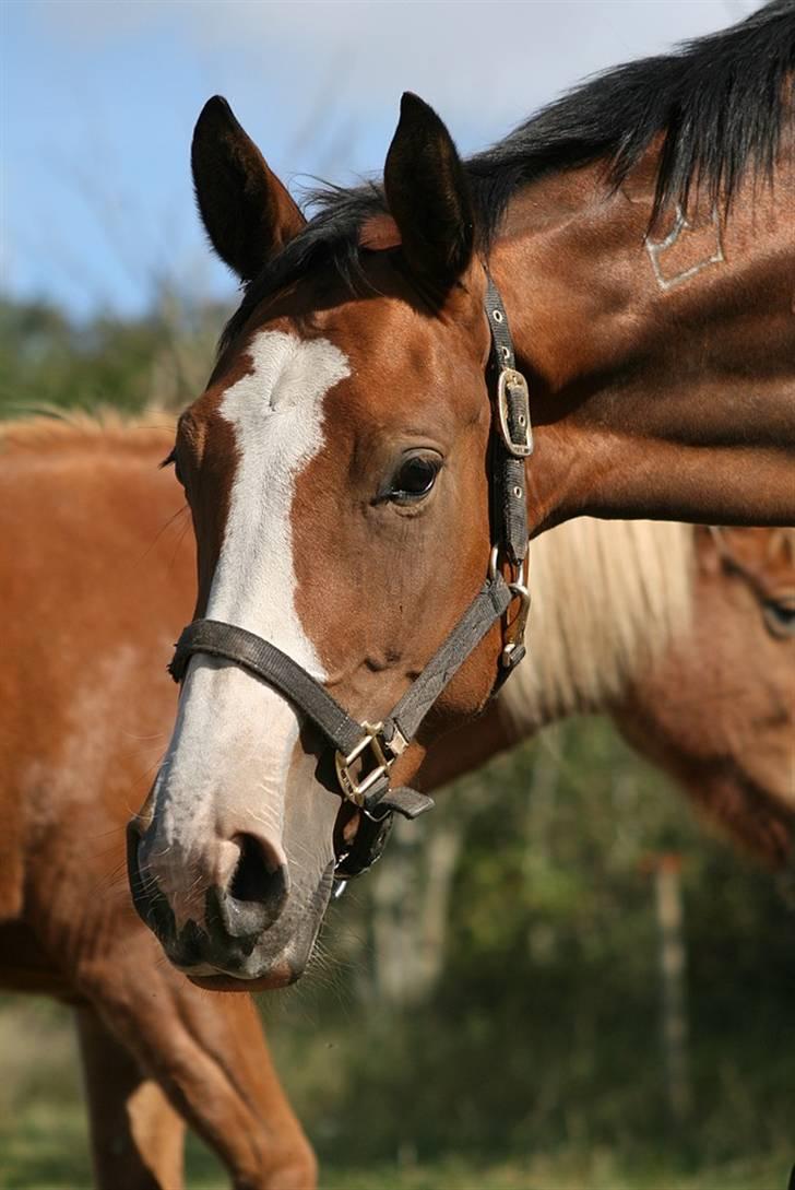 Dansk Varmblod Madigans Daydream, RDH billede 4