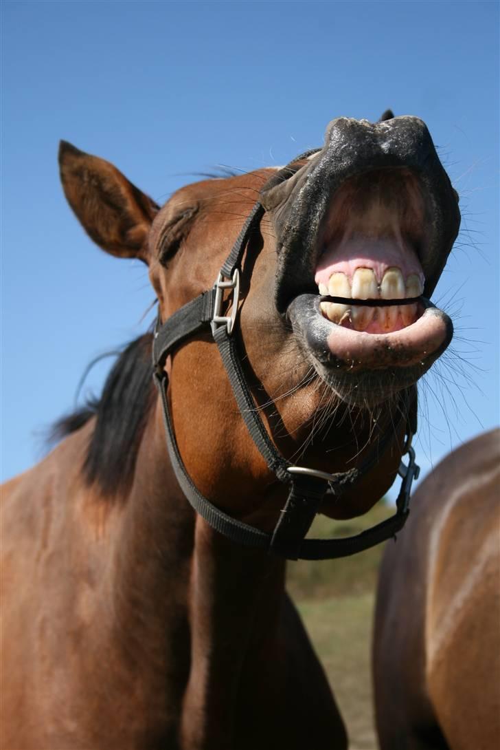 Dansk Varmblod Madigans Daydream, RDH billede 5