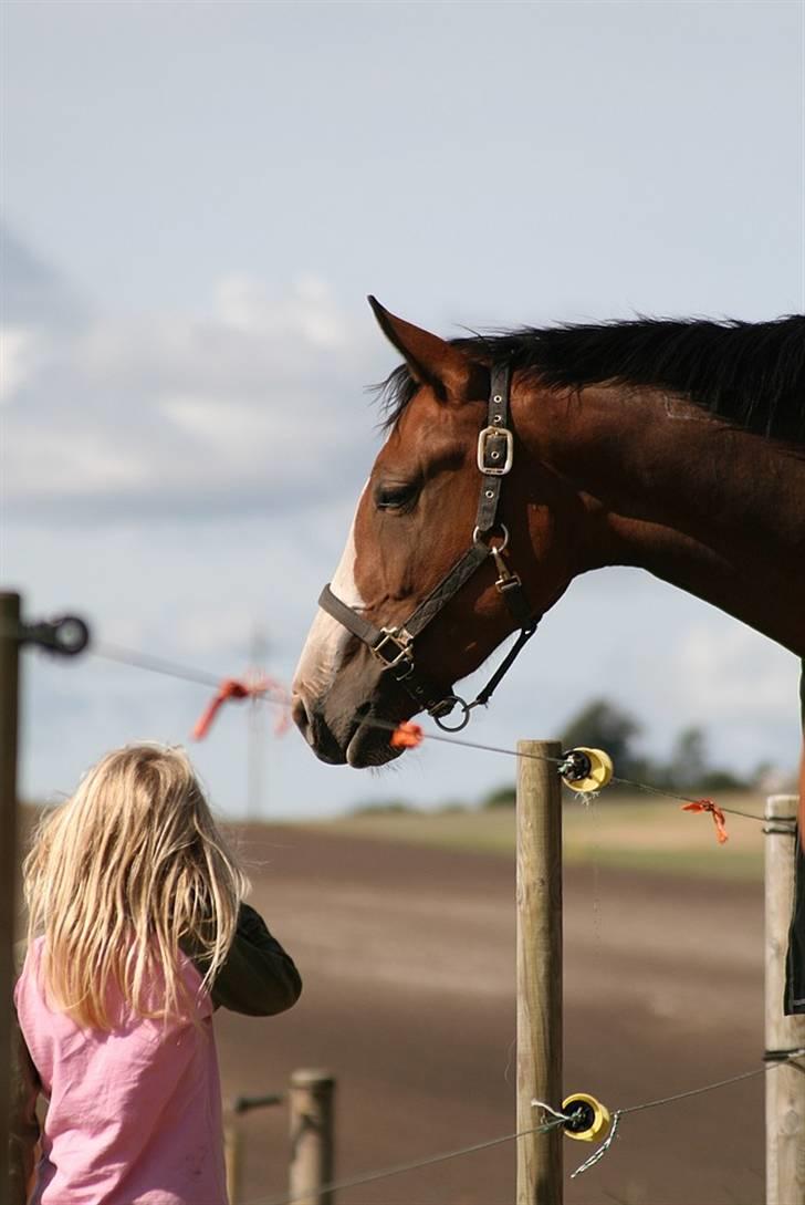 Dansk Varmblod Madigans Daydream, RDH billede 6