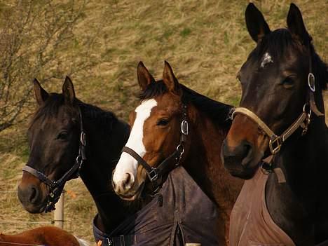 Dansk Varmblod Madigans Daydream, RDH billede 7