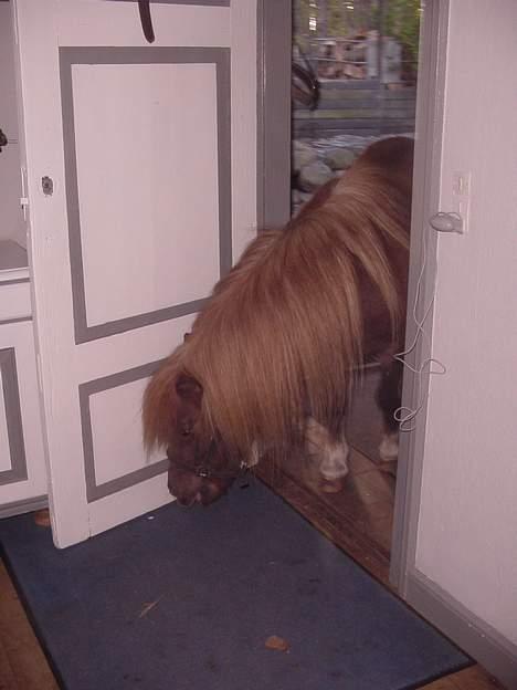 Shetlænder viktor  solgt - goda goda ,her kommer jeg en tur ind. billede 11