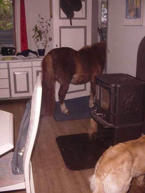 Shetlænder viktor  solgt - nå men jeg går da igen. billede 12