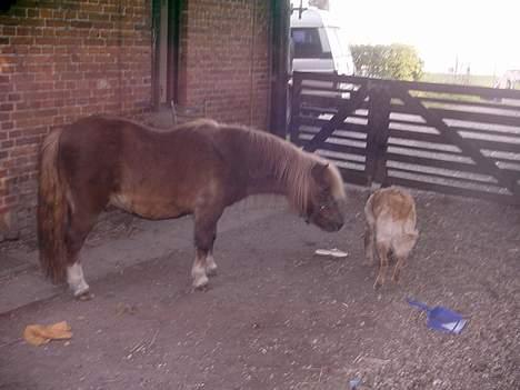 Shetlænder viktor  solgt - dav bernhard. billede 13