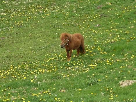 Miniature Teodor(solgt) billede 12
