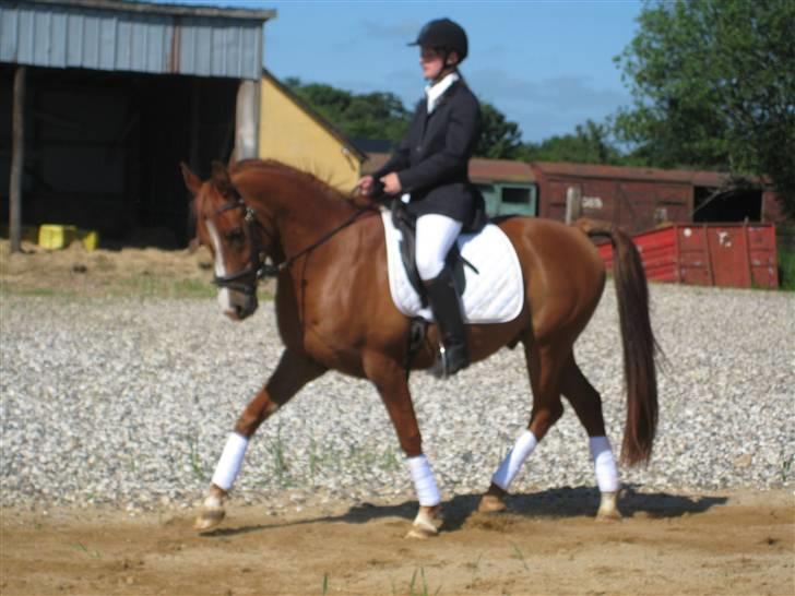 Arabisk fuldblod (OX) Shah Siimzek billede 4