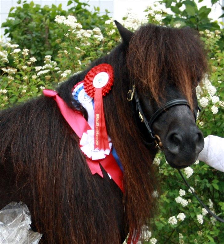 Shetlænder Pamela v.d Englenhof billede 18