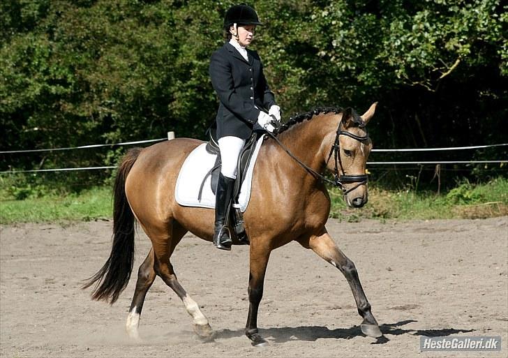 Anden særlig race Søndervangens Diva - Taget af; Marianne - * Joseph * billede 8