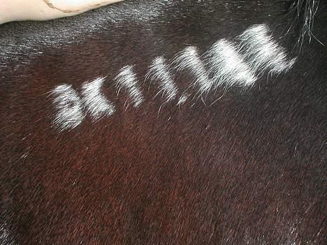 Traver | Teddy Hastrup R.I.P :'( - #16 - Teddys fryse mærke :).. Der står DK 11185 :).. billede 11