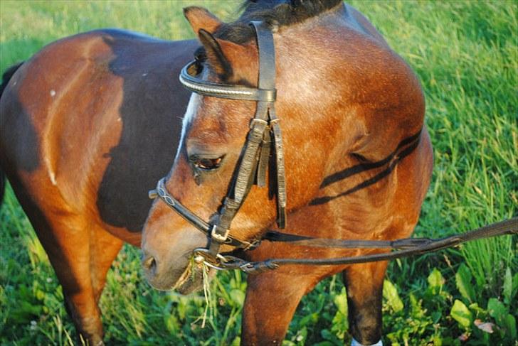 Anden særlig race Sigurd Olsen - 1). Fotomodellen Sigurd. billede 1