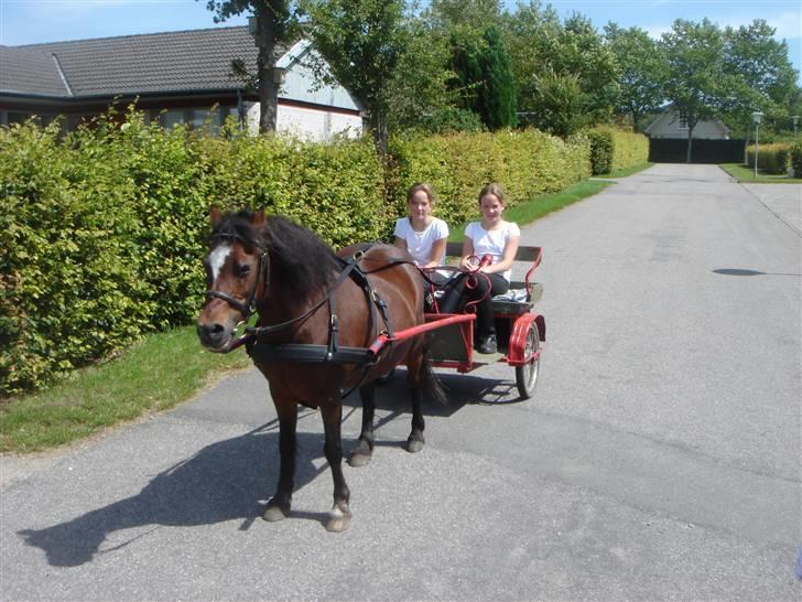 Anden særlig race Sigurd Olsen - Hjemme i vænget med vogn (: Taget af far billede 10