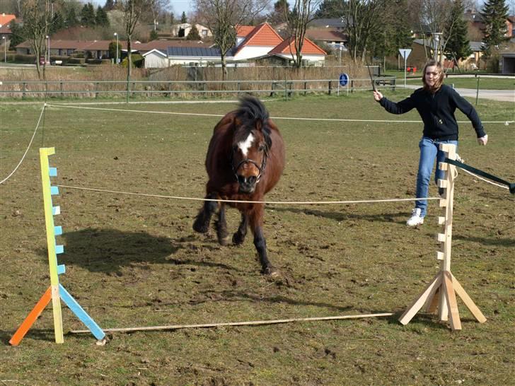 Anden særlig race Sigurd Olsen - Hvor rider jeg dog fin ikke ? taget af Matie. P.s ikke nogen snor. billede 8