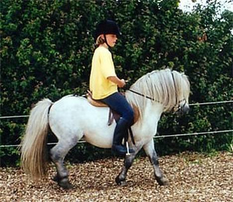 Shetlænder Lyøkons Shadow - Shadow og Lea på ridebanen. Skøn naturlig holdning den pony har! billede 1