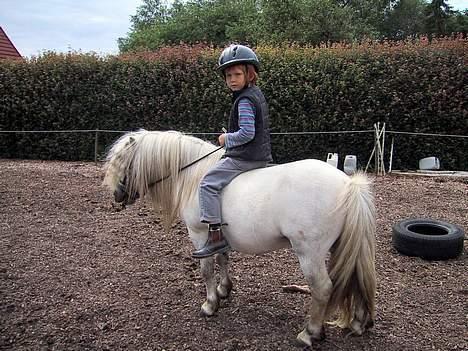 Shetlænder Lyøkons Shadow - Han er hingst til hov-spidserne, men kan alligevel rides af selv de mindste børn. billede 3