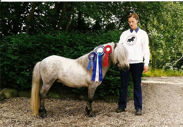 Shetlænder Lyøkons Shadow - Shadow dagen efter kåringen. 1. kl fløj + reserve champion. billede 6