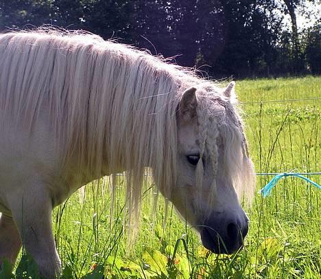 Shetlænder Lyøkons Shadow - Hesten med rasta fletningerne... billede 10