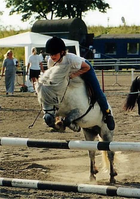 Shetlænder Lyøkons Shadow - Opvarmning til spring konkurrence. Vilhelmsborg 2000. billede 12