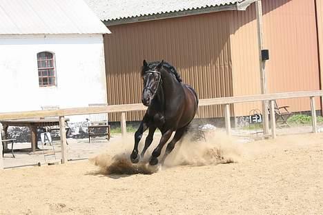 Anden særlig race Mr. Duvall - løbe tur på ridenbanen 6/5 07 billede 16