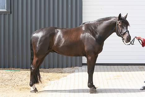 Anden særlig race Mr. Duvall - portræt den 6/5 07 billede 17