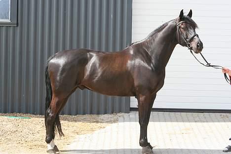 Anden særlig race Mr. Duvall - portrær den 6/5 07 billede 18