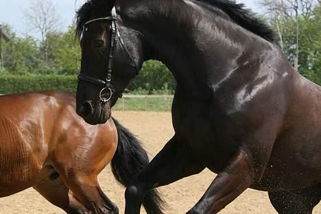 Anden særlig race Mr. Duvall - lege syg med Acheron billede 19