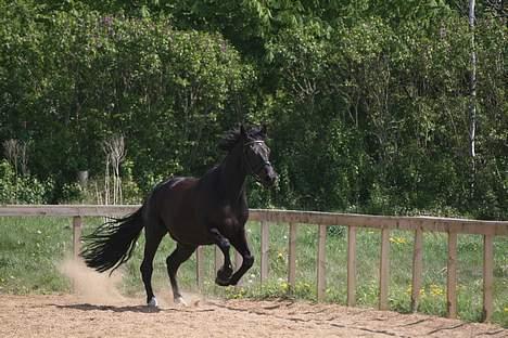 Anden særlig race Mr. Duvall - Turbo start i galop billede 20