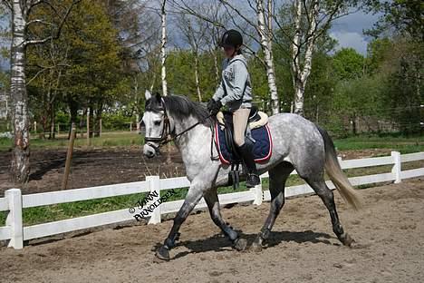 Anden særlig race Wonder Blue R.I.P.<3 - NYT ! min blue i trav <3 fotograf: Janie <3 billede 9