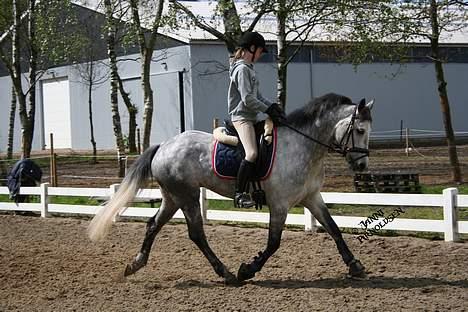 Anden særlig race Wonder Blue R.I.P.<3 - lækker´lækker <3 fotgraf: janie <3 billede 10