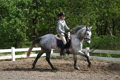 Anden særlig race Wonder Blue R.I.P.<3 - galop <3 janie har taget det tak <3 billede 12