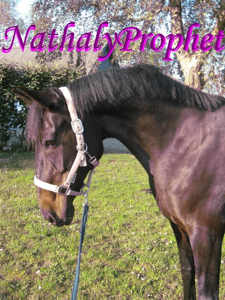 Standardbred Nathaly Prophet (S) - ´ Min smukke hest :) <33 billede 1