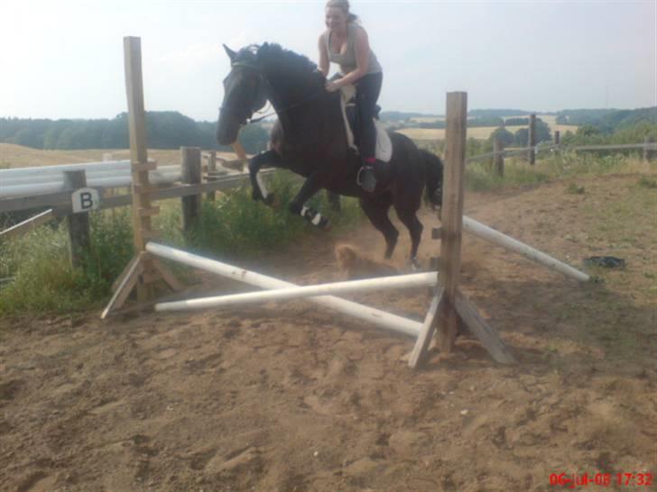 Standardbred Nathaly Prophet (S) - Mig Nathaly springer 30 cm :b hahaha billede 2
